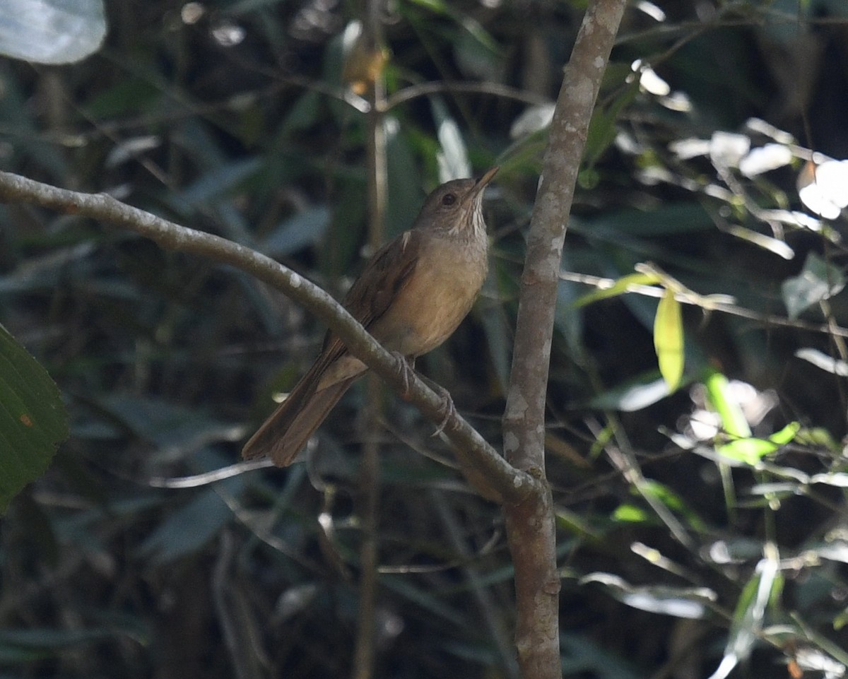 Pale-breasted Thrush - ML618311901