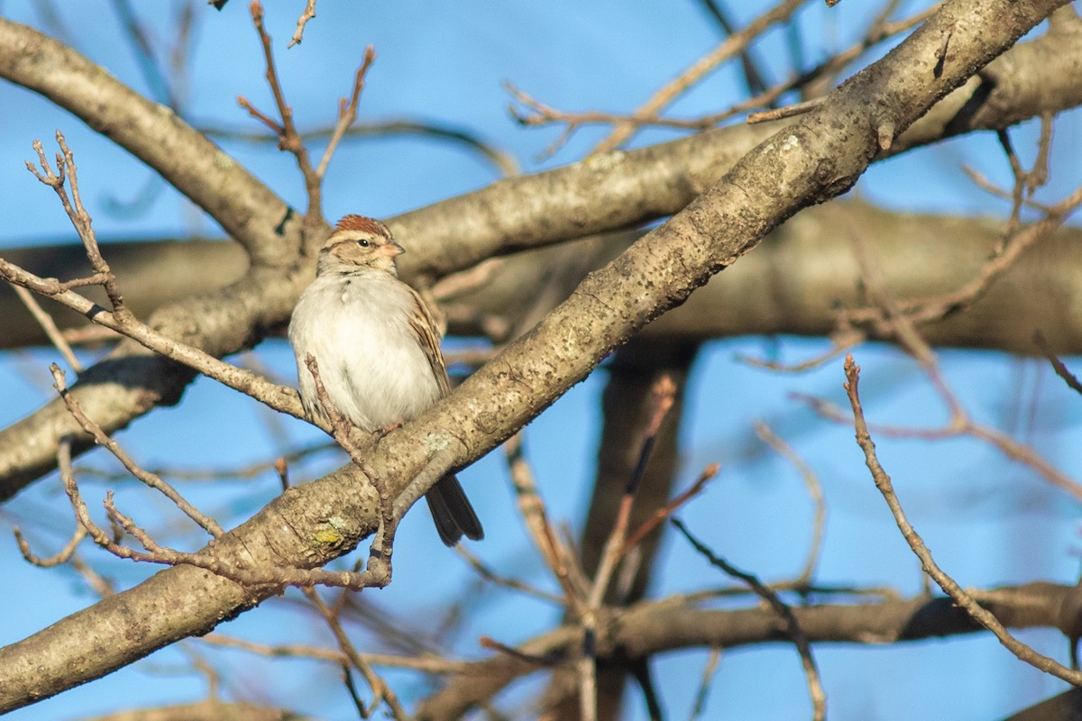 Chipping Sparrow - ML618311934