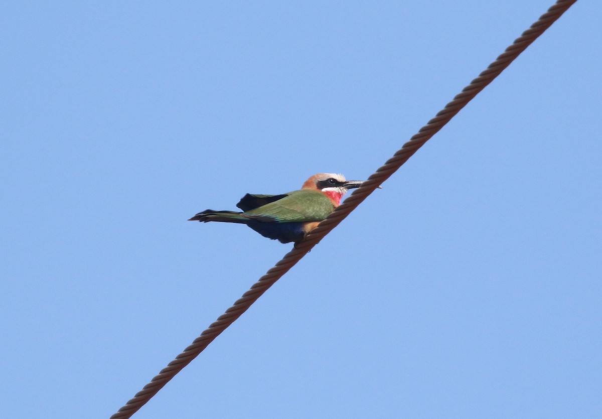 White-fronted Bee-eater - ML618311935