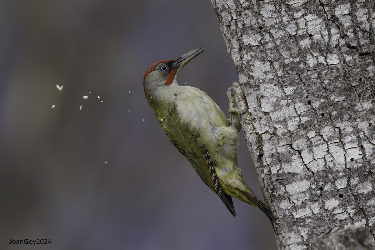 Iberian Green Woodpecker - Joan Goy