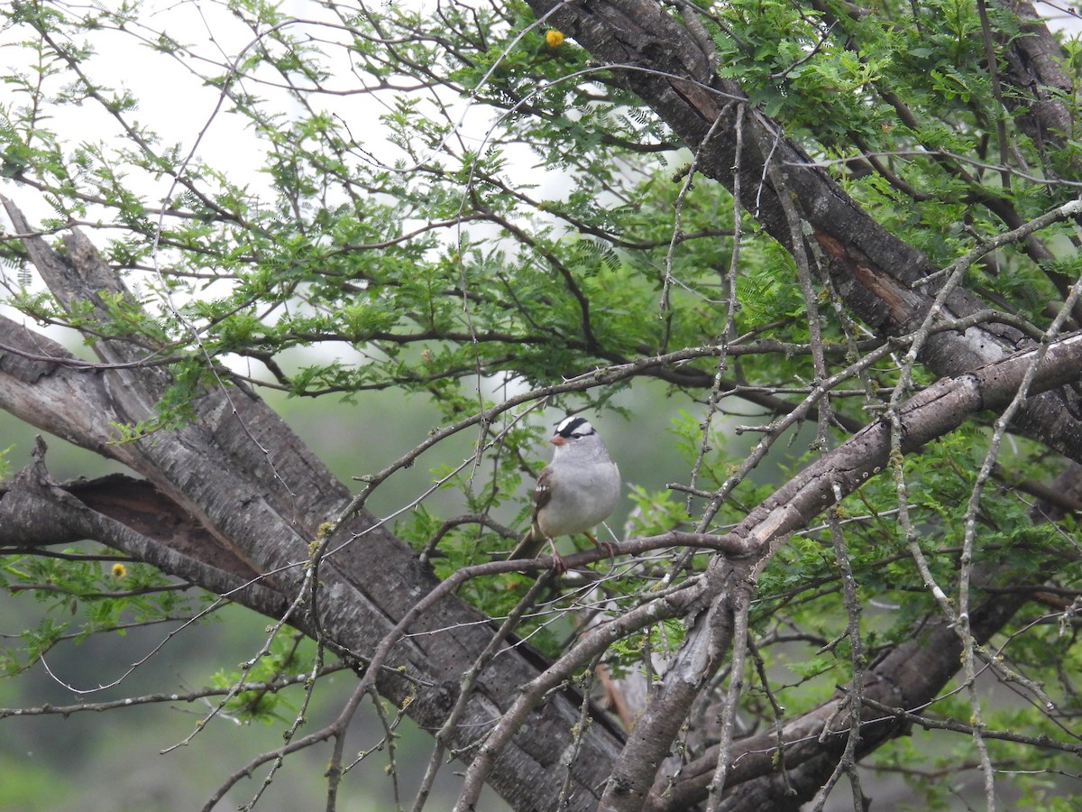 White-crowned Sparrow - ML618311972