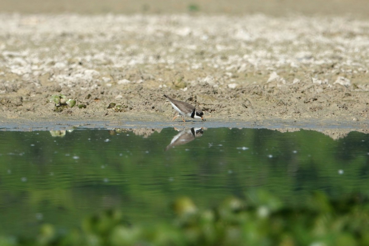 Semipalmated Plover - ML618311988