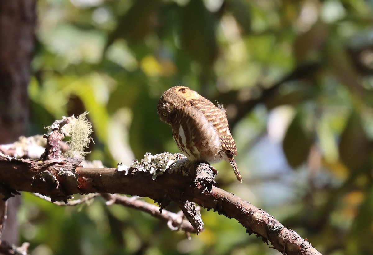 Collared Owlet - ML618311991