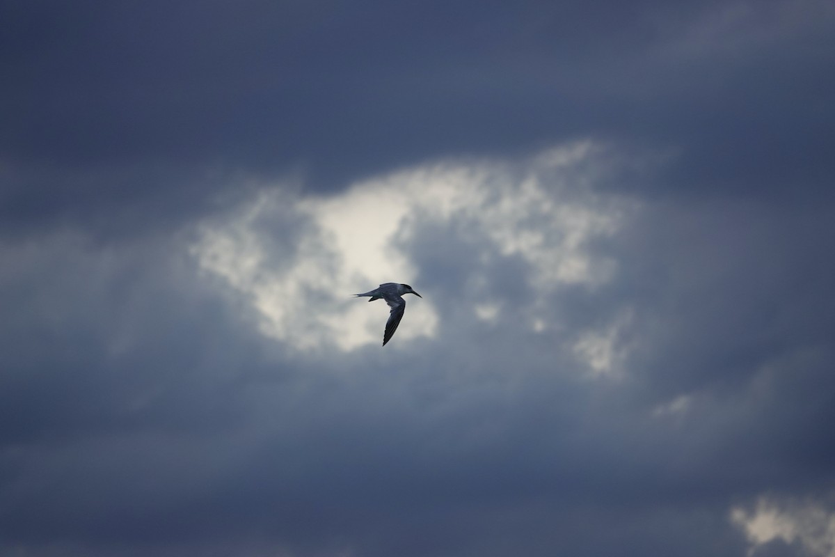 Great Crested Tern - ML618311999