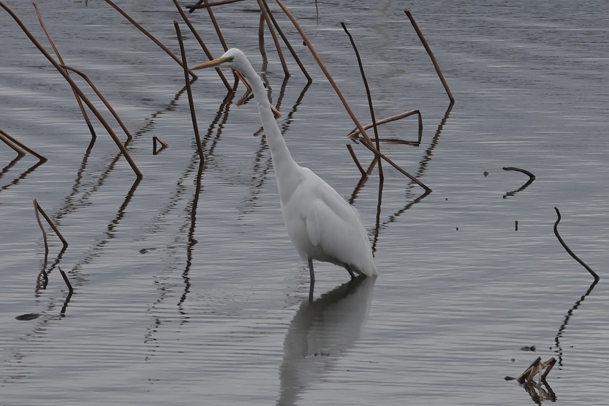 Great Egret (modesta) - ML618312013