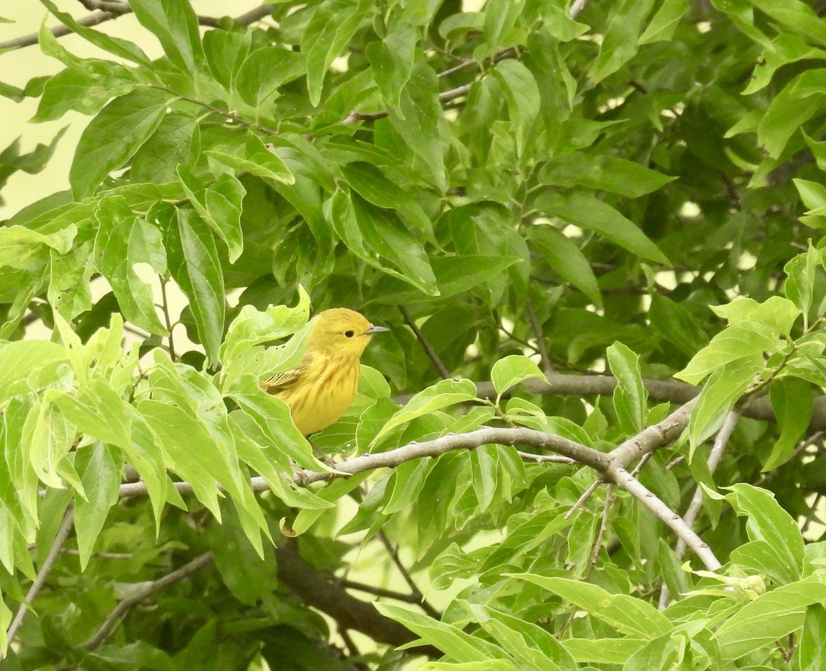 Yellow Warbler - ML618312020