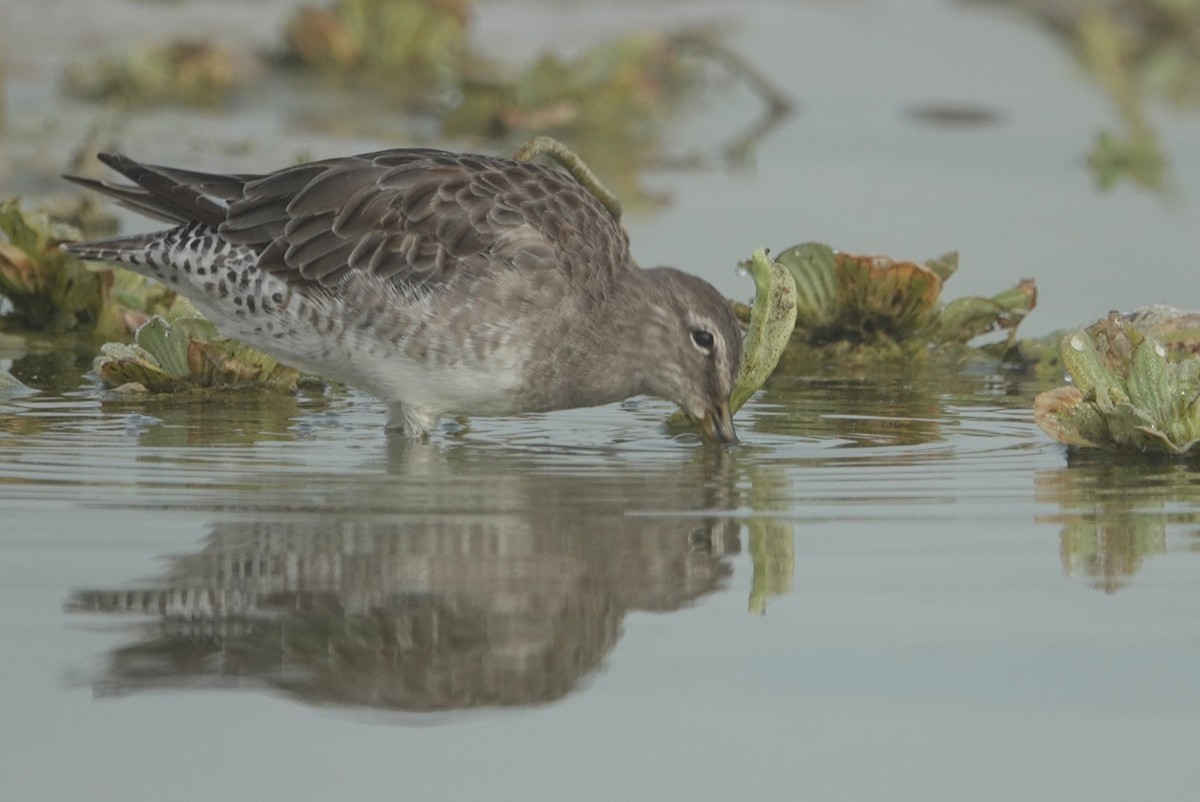 Long-billed Dowitcher - ML618312021
