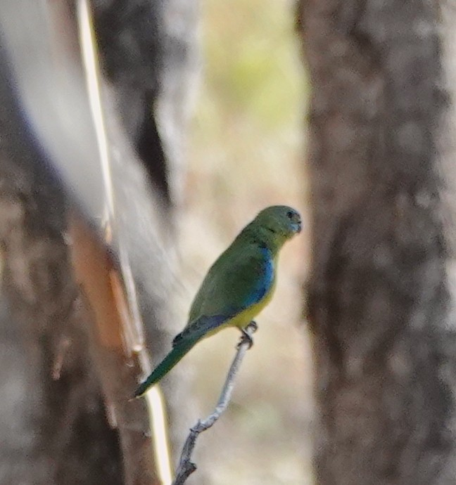 Turquoise Parrot - ML618312030