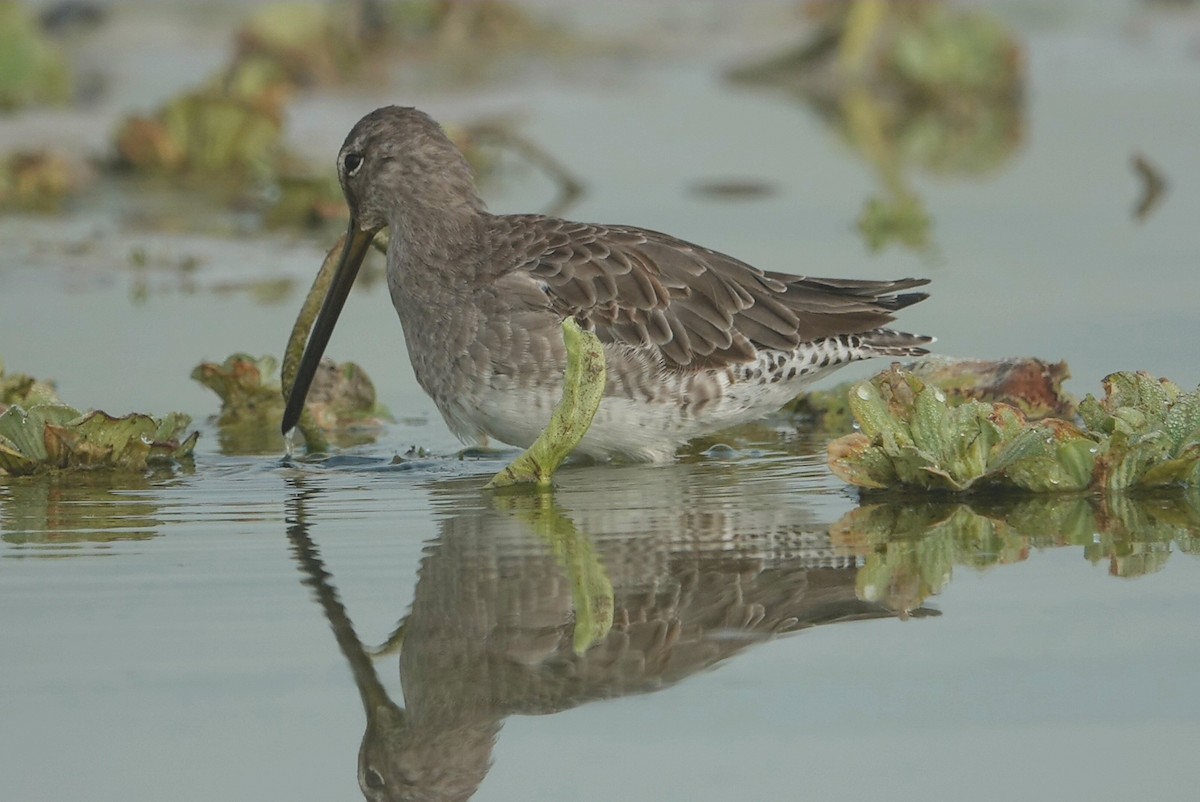 Long-billed Dowitcher - ML618312032
