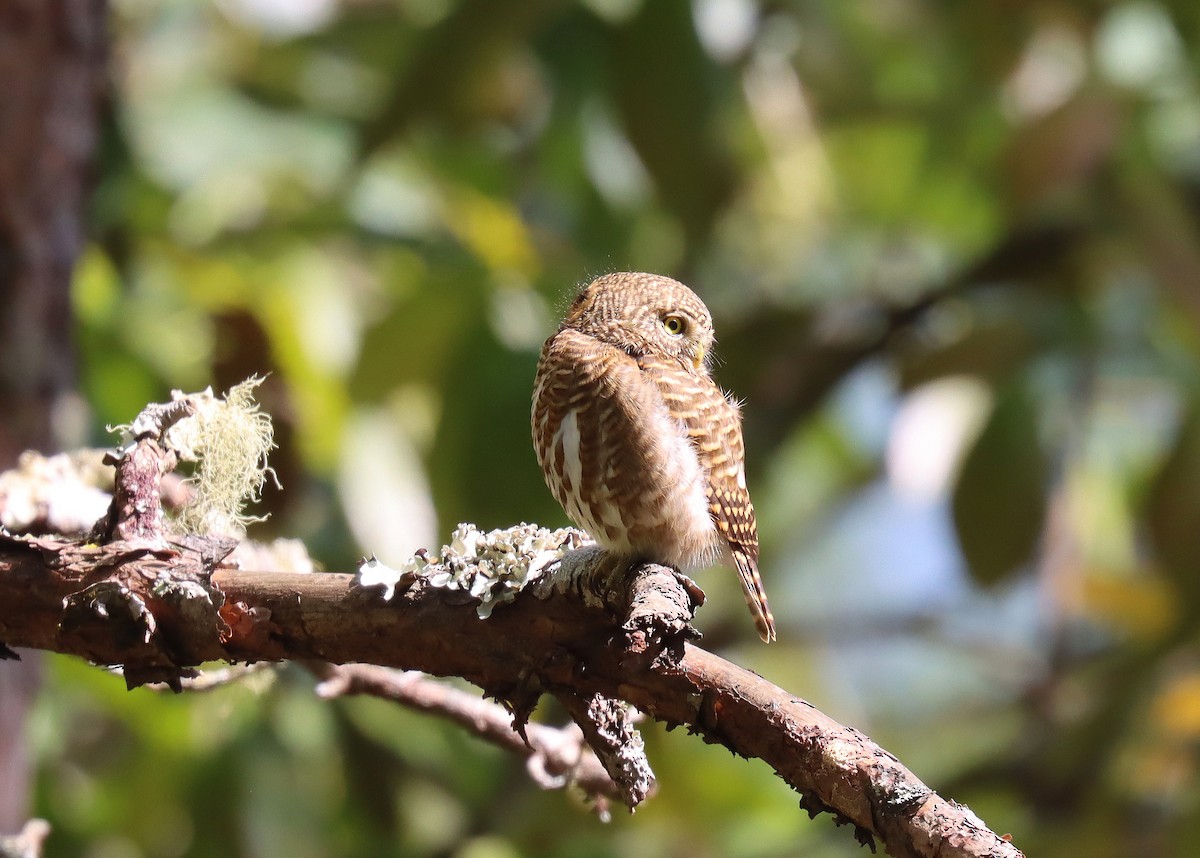 Collared Owlet - ML618312037