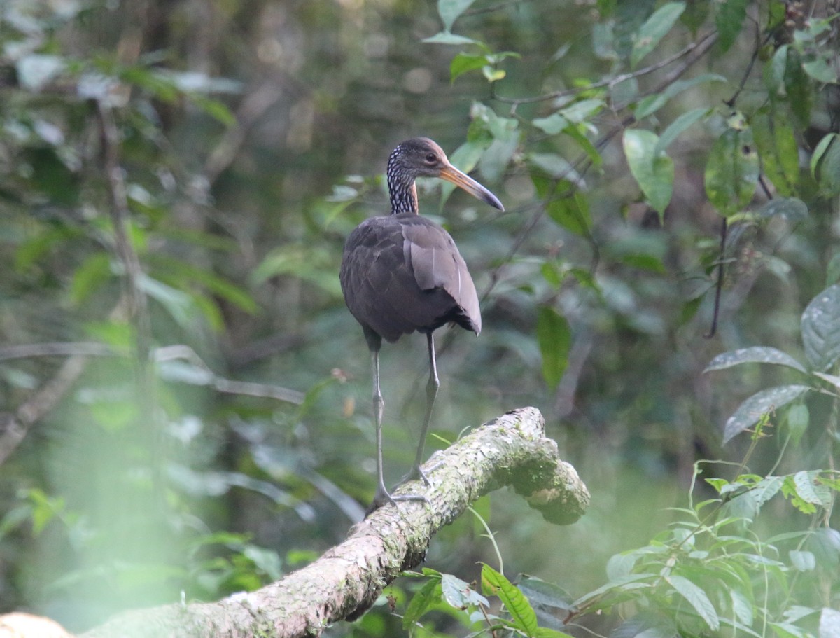 Limpkin (Brown-backed) - ML618312046