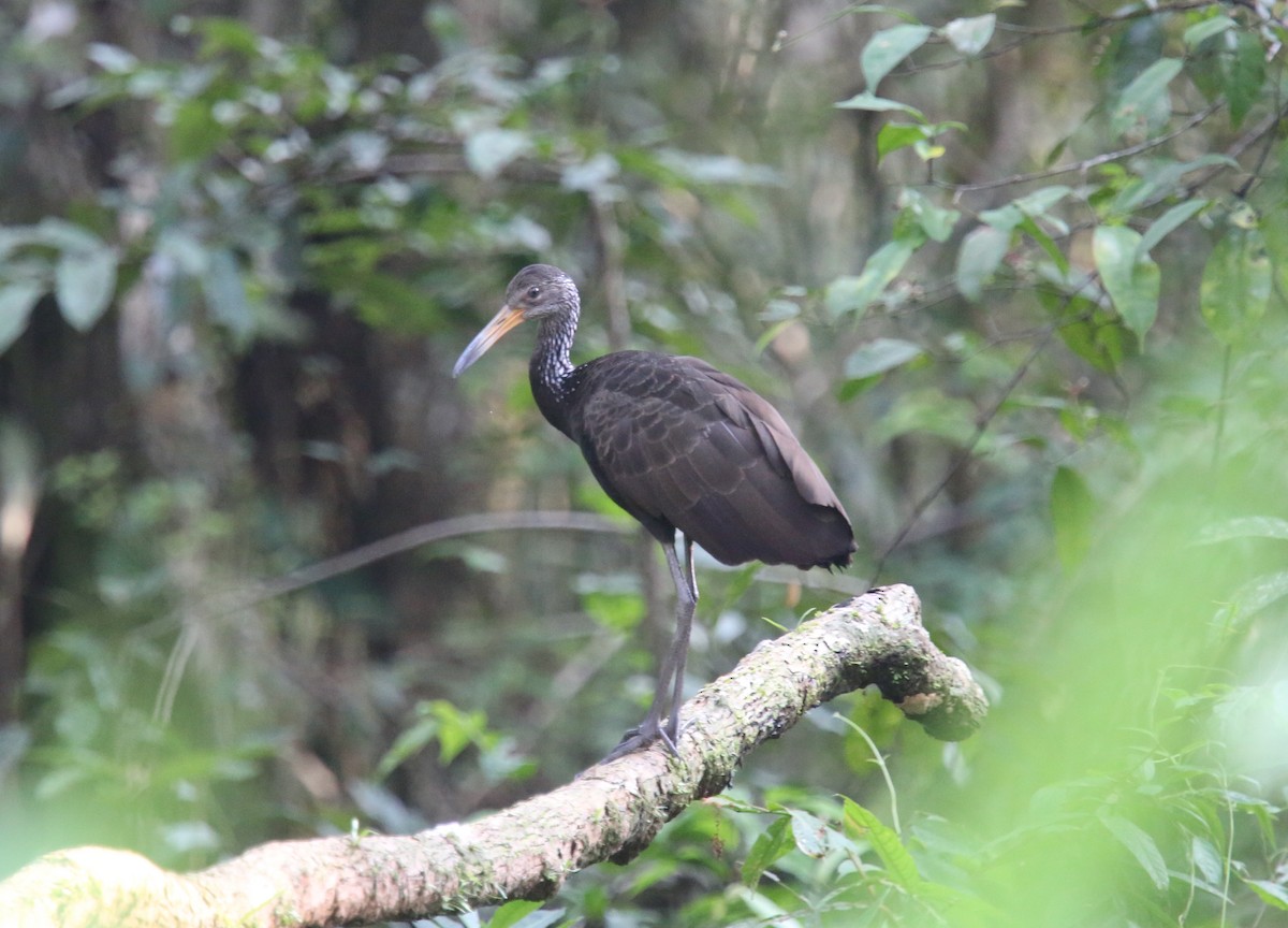 Limpkin (Brown-backed) - ML618312047