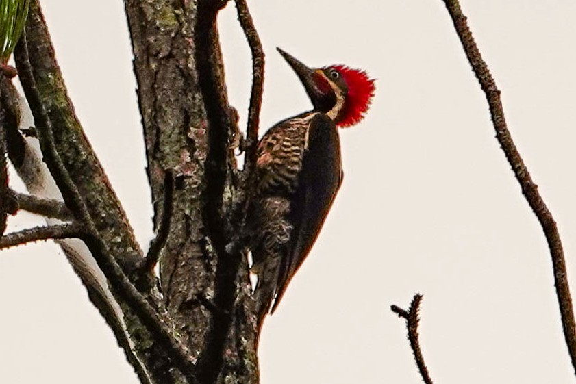 Lineated Woodpecker - Kathy Doddridge