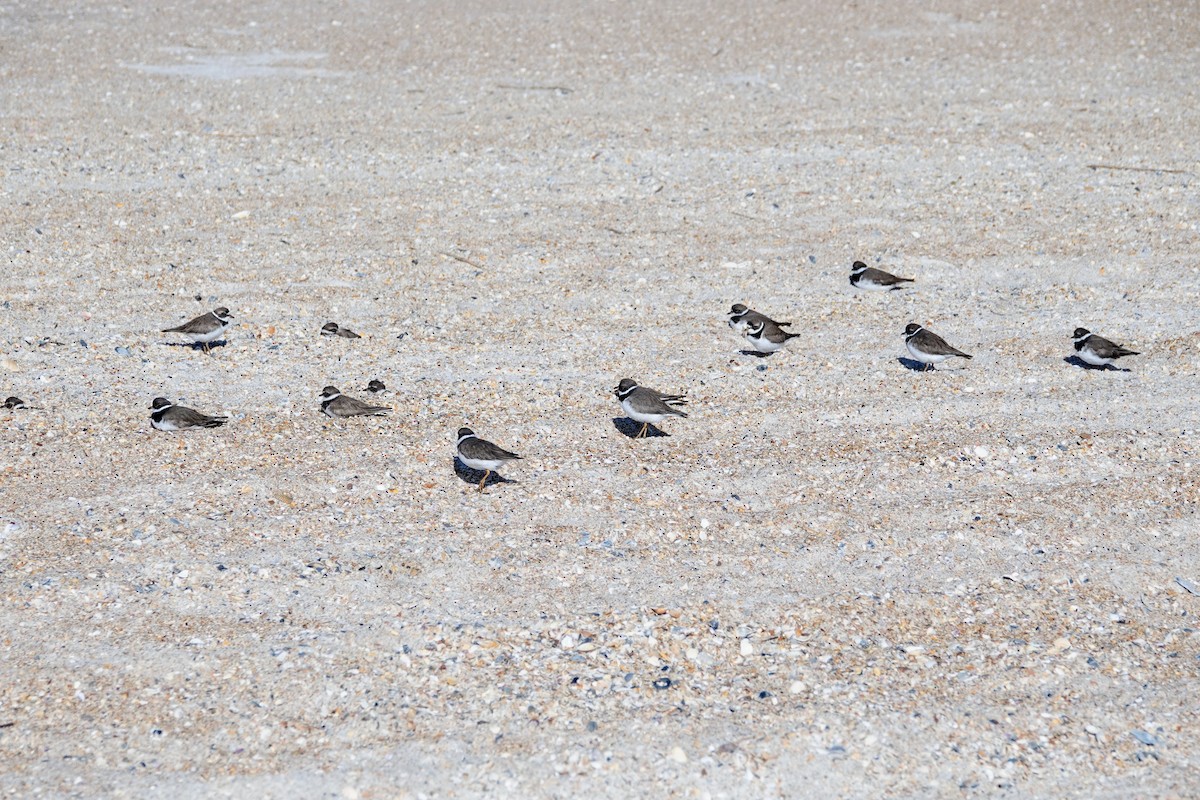Semipalmated Plover - ML618312103