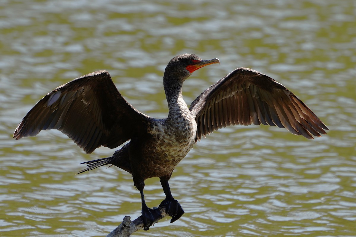 Double-crested Cormorant - mang mike