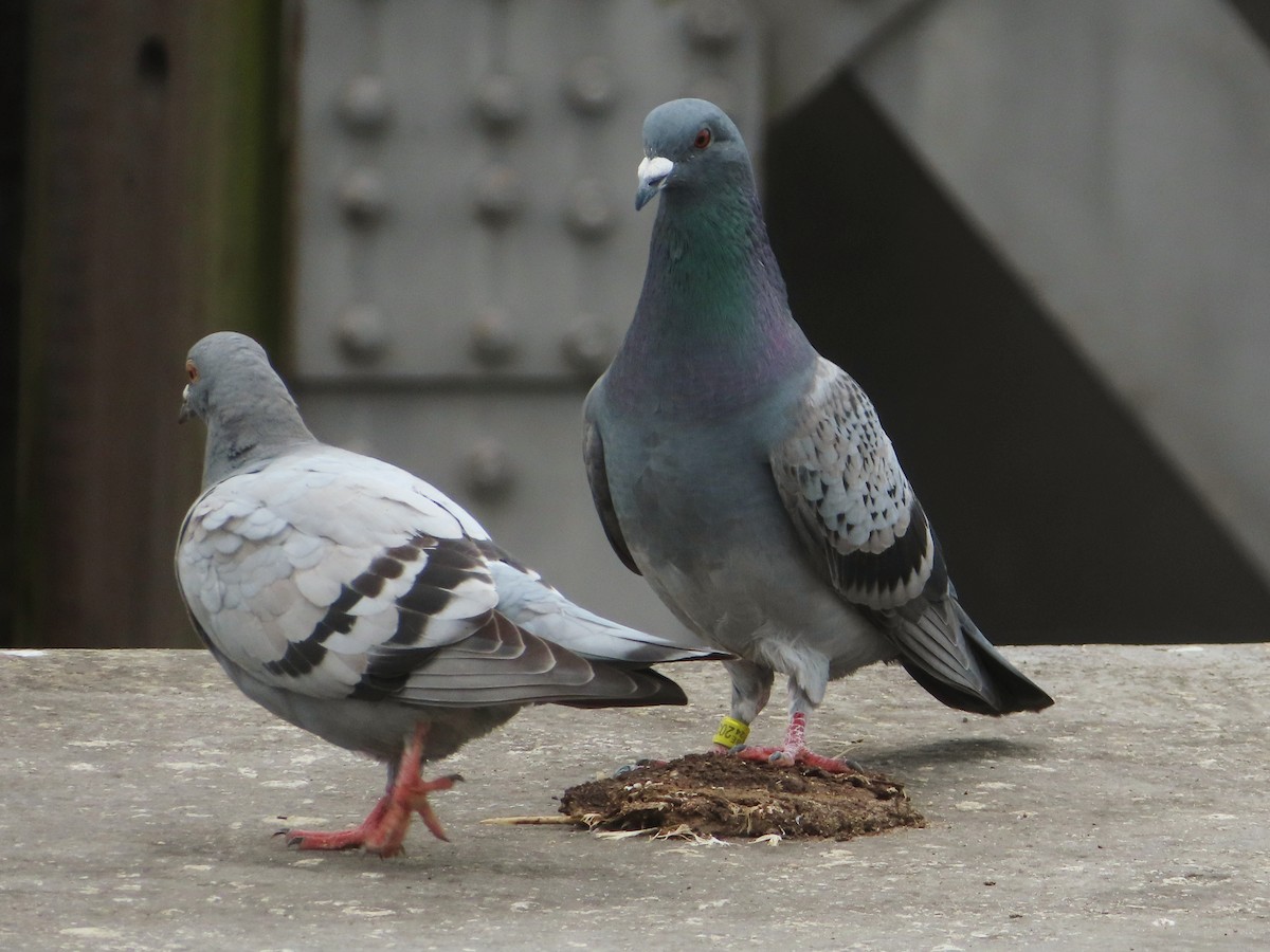 Rock Pigeon (Feral Pigeon) - ML618312151