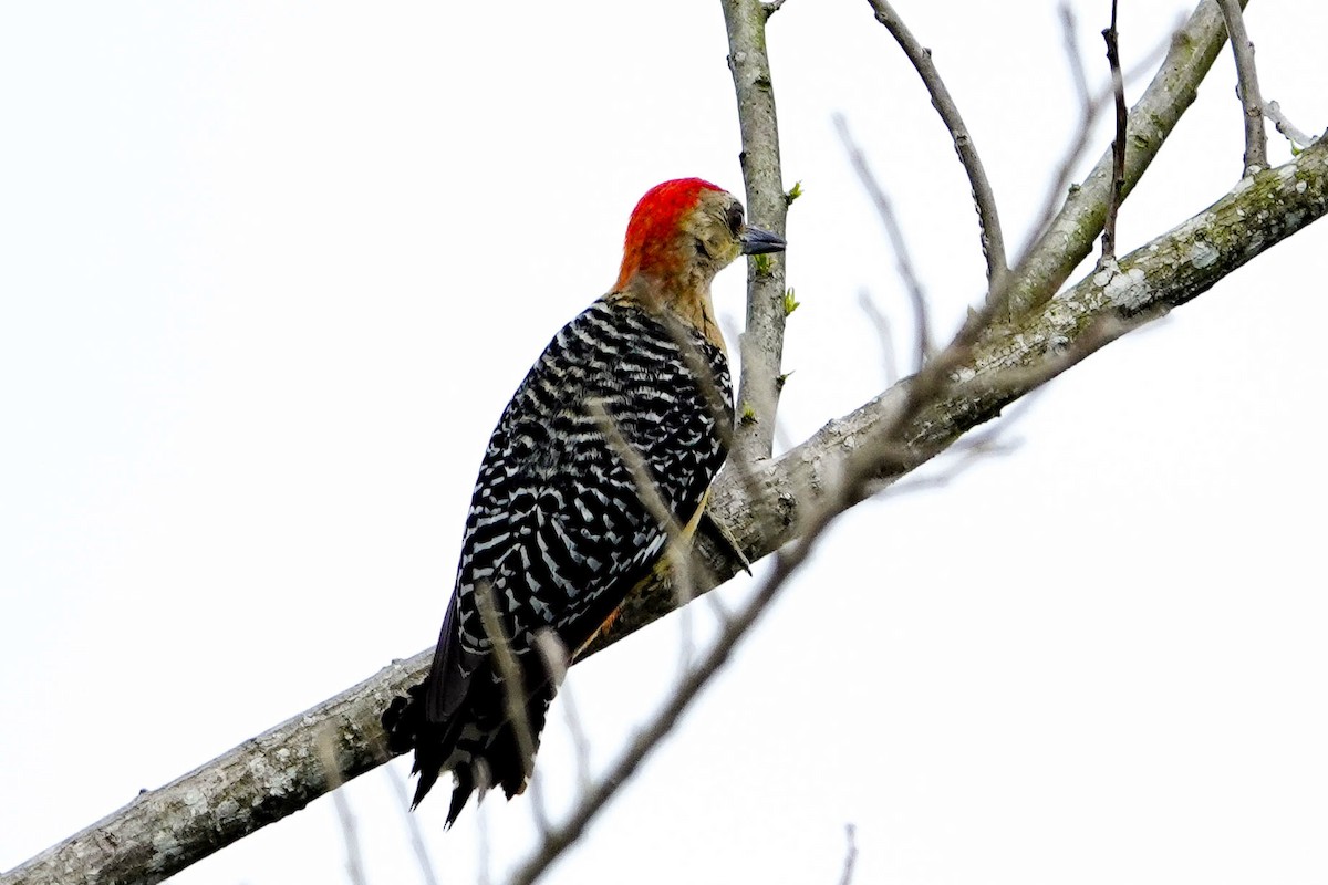 Red-crowned Woodpecker - ML618312152