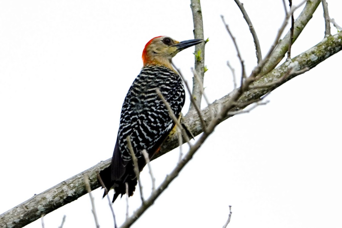 Red-crowned Woodpecker - Kathy Doddridge