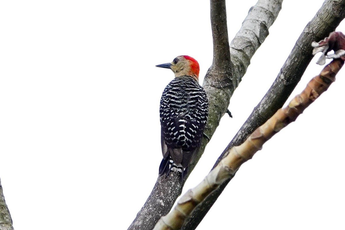 Red-crowned Woodpecker - ML618312154