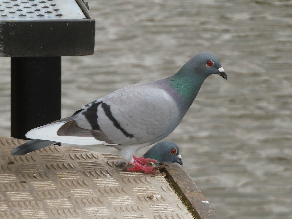 Pigeon biset (forme domestique) - ML618312155