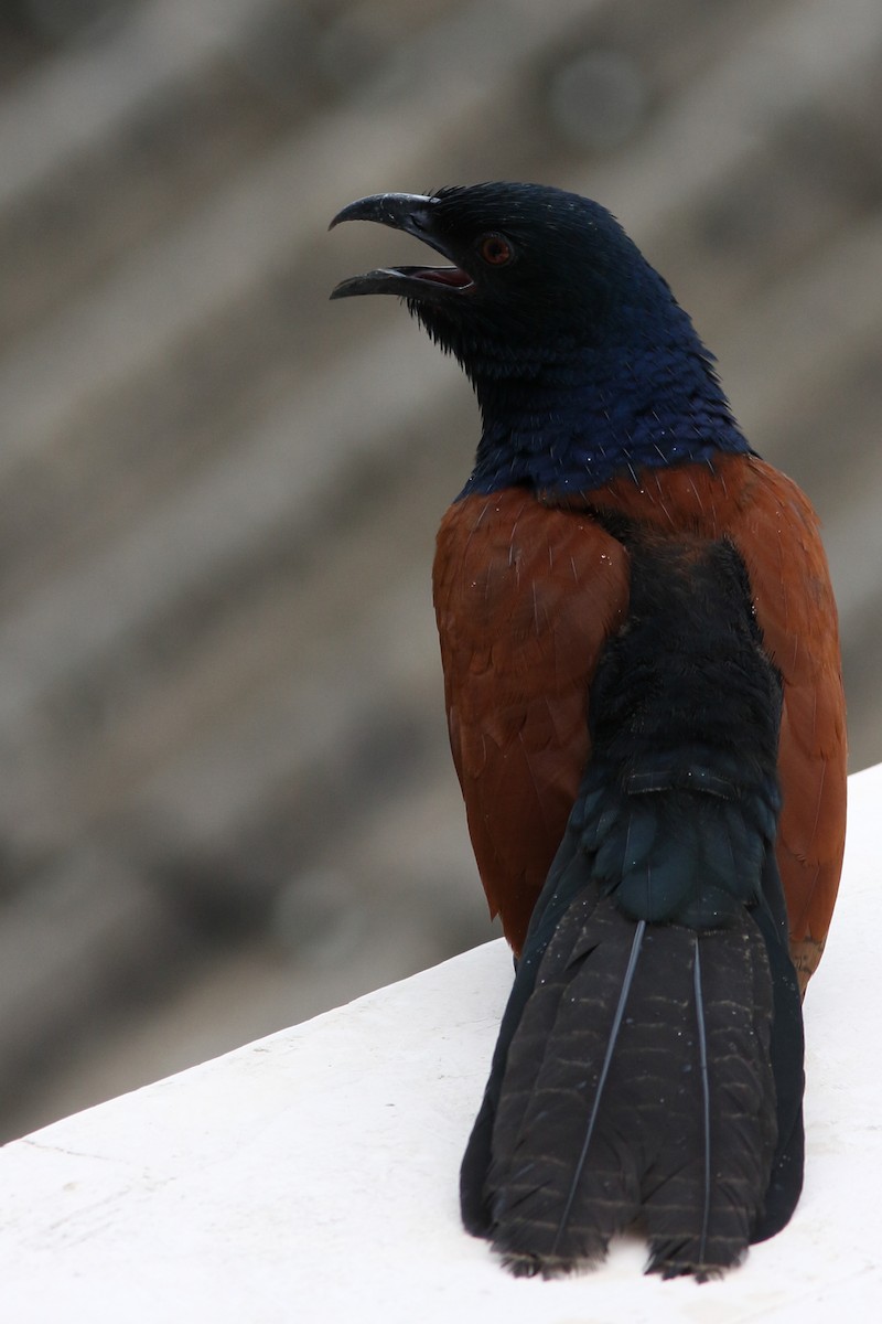 Greater Coucal - ML618312186