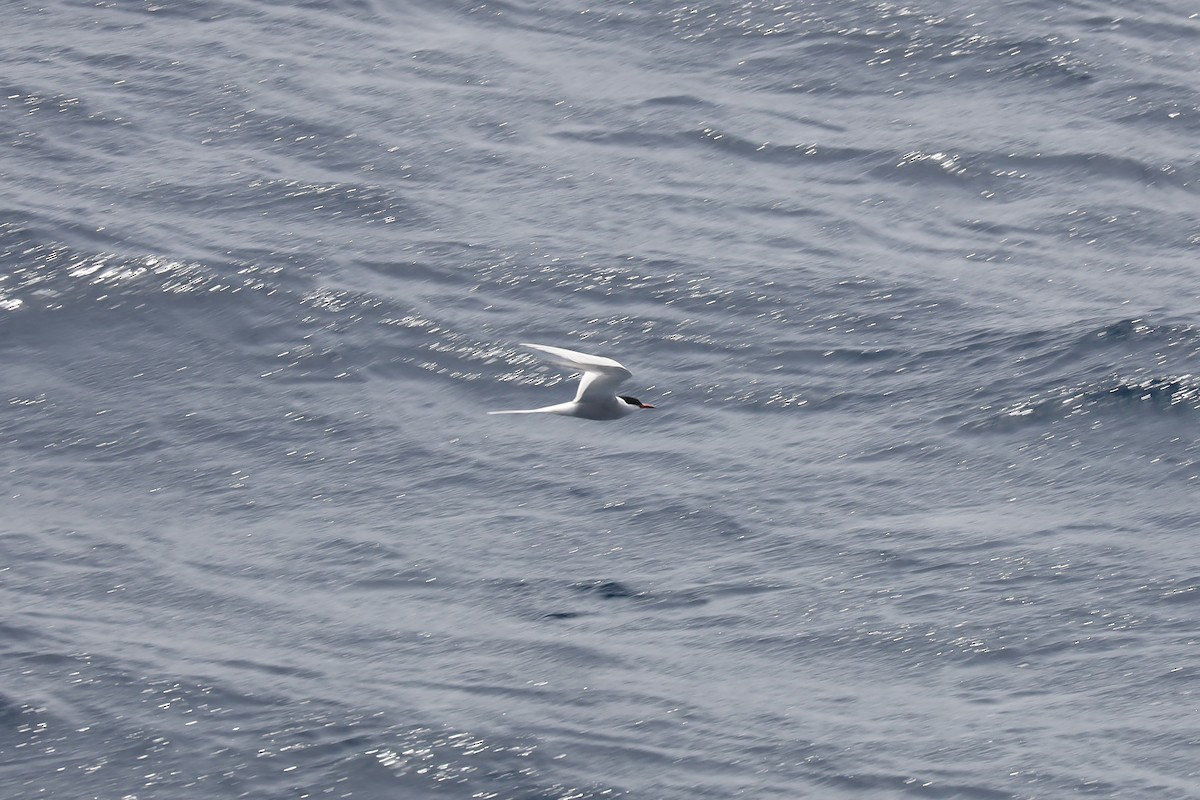Common Tern - ML618312198