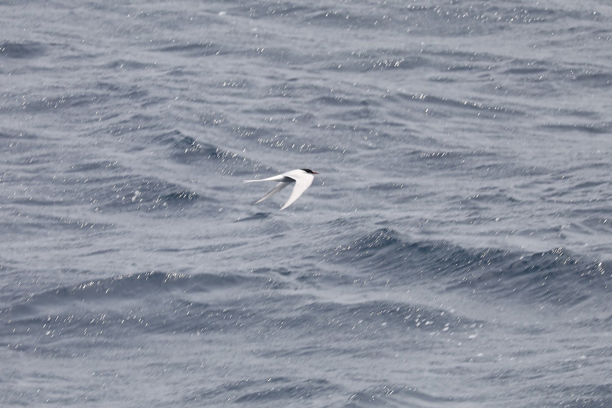 Common Tern - ML618312199
