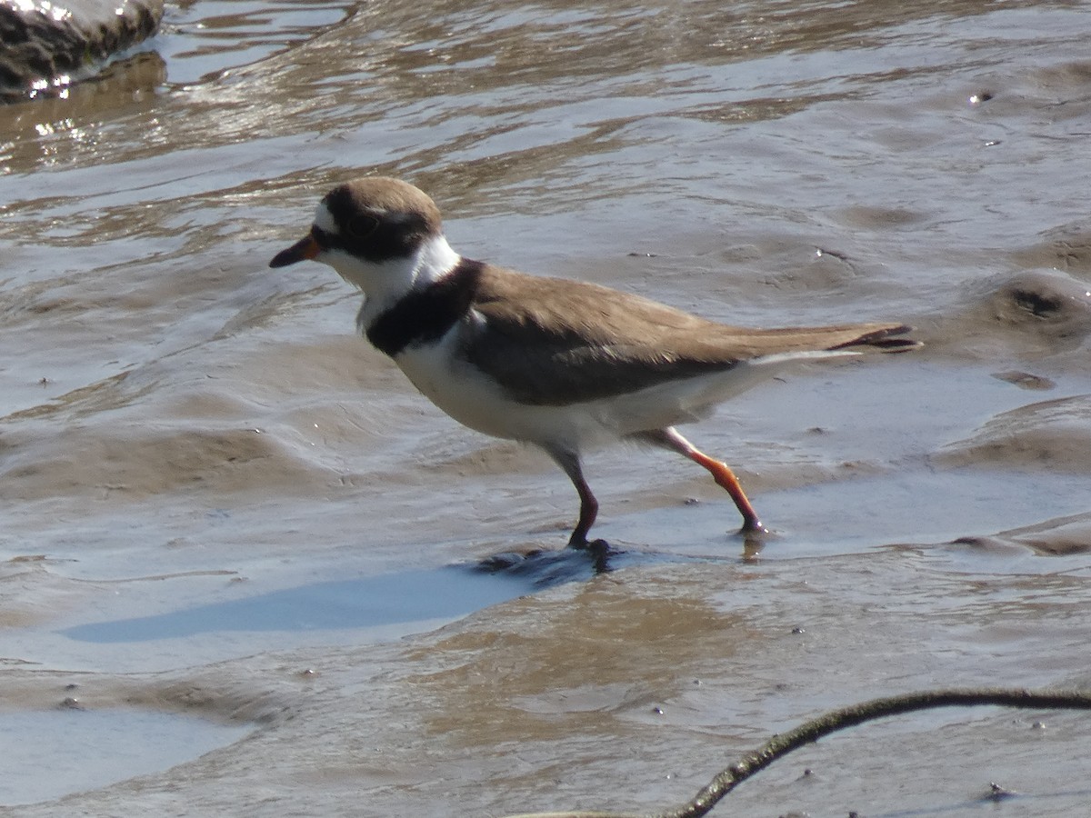 Semipalmated Plover - ML618312200