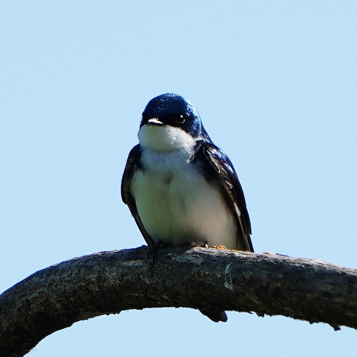 Tree Swallow - ML618312206