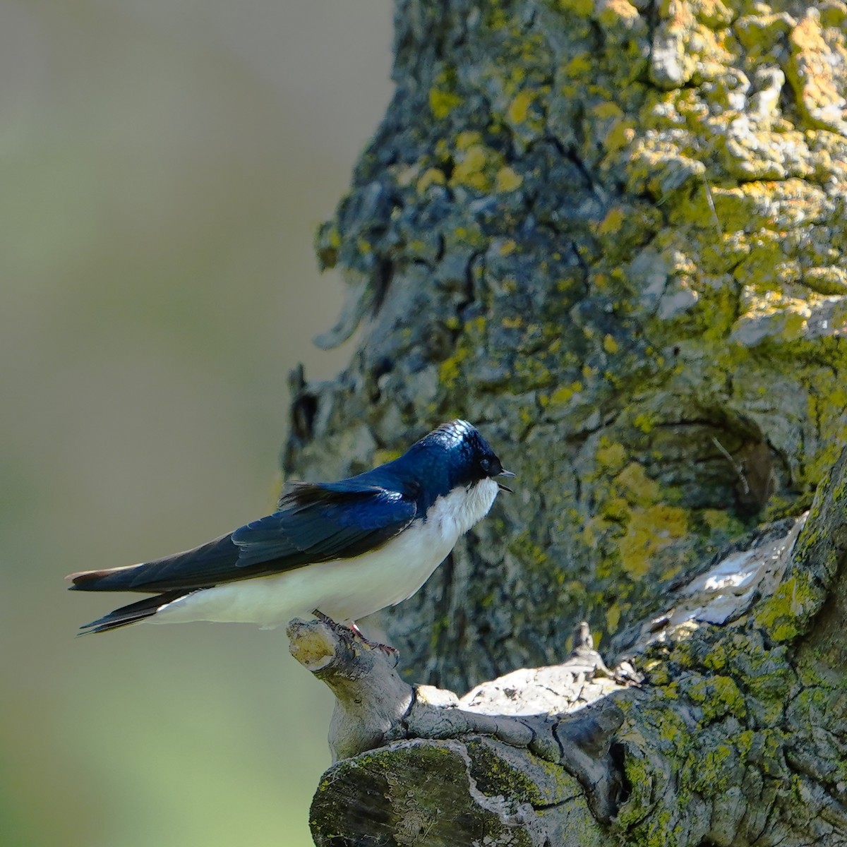 Tree Swallow - mang mike