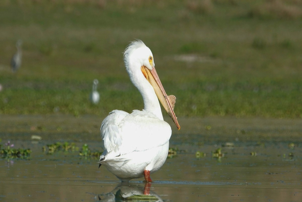 pelikán severoamerický - ML618312228