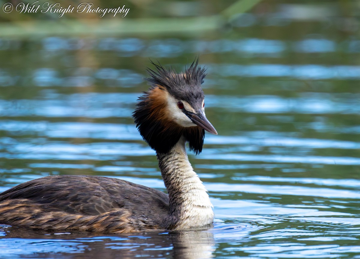 Great Crested Grebe - ML618312231