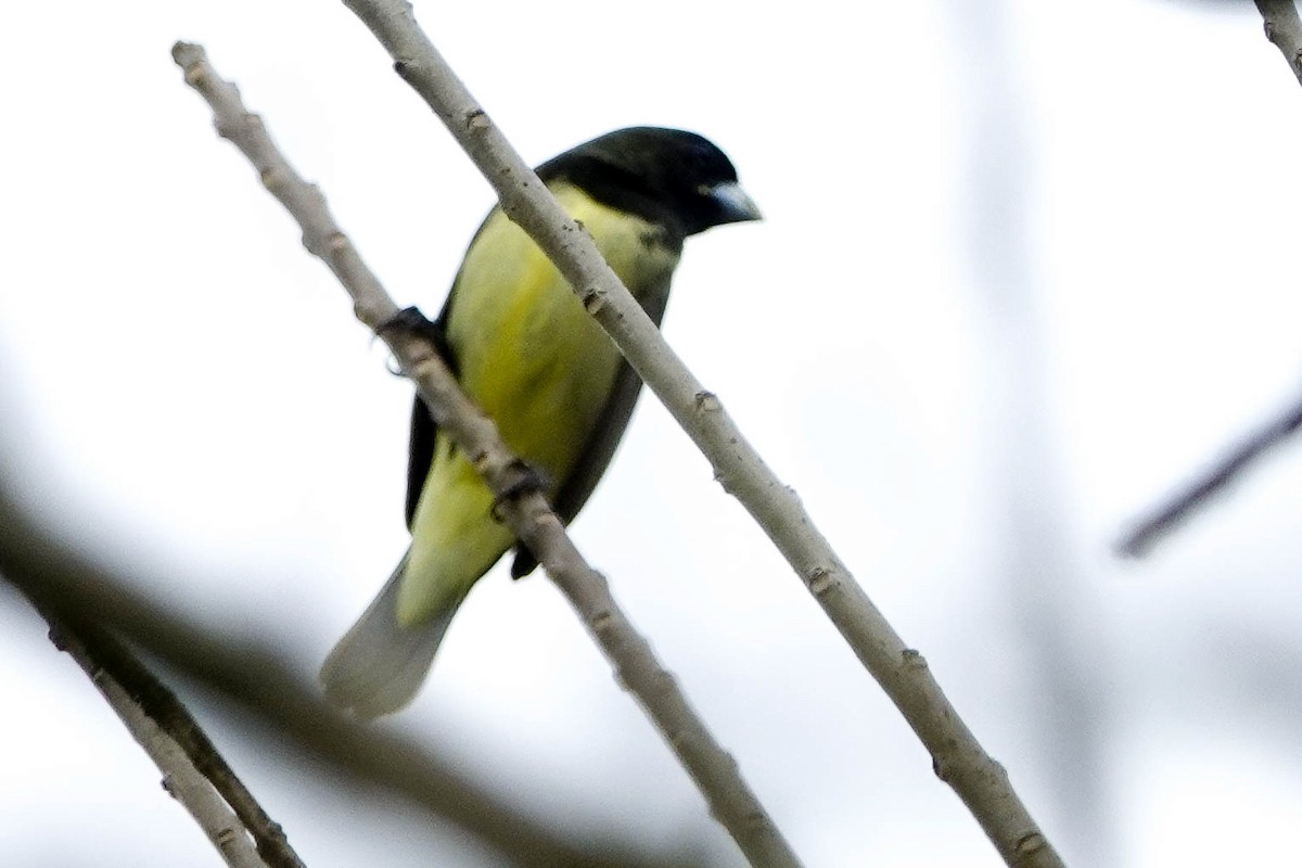 Yellow-bellied Seedeater - ML618312256