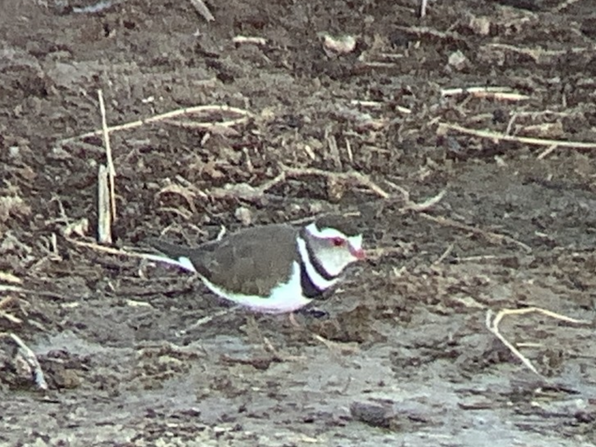 Three-banded Plover (African) - ML618312257