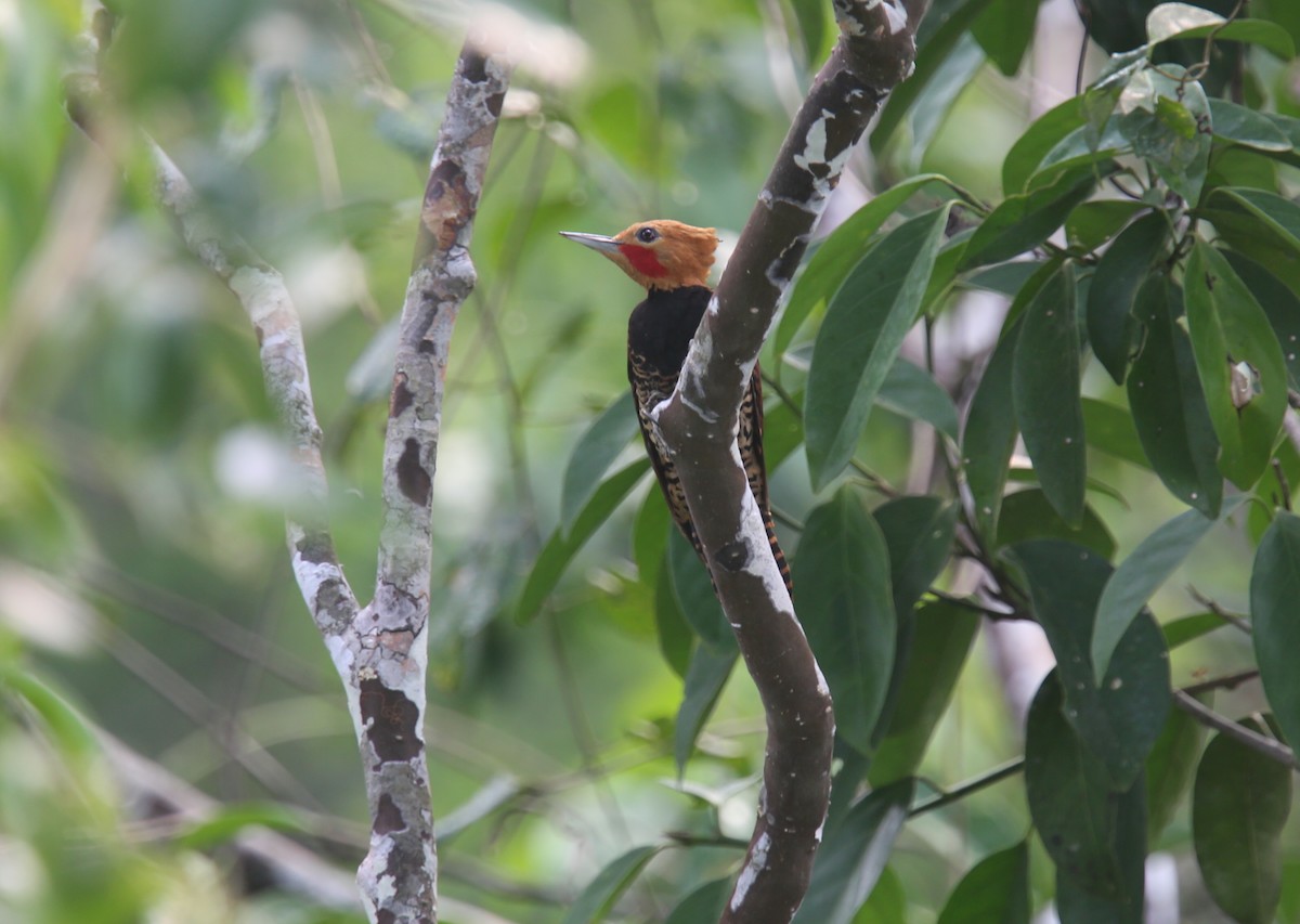 Ringed Woodpecker (Amazonian Black-breasted) - ML618312284