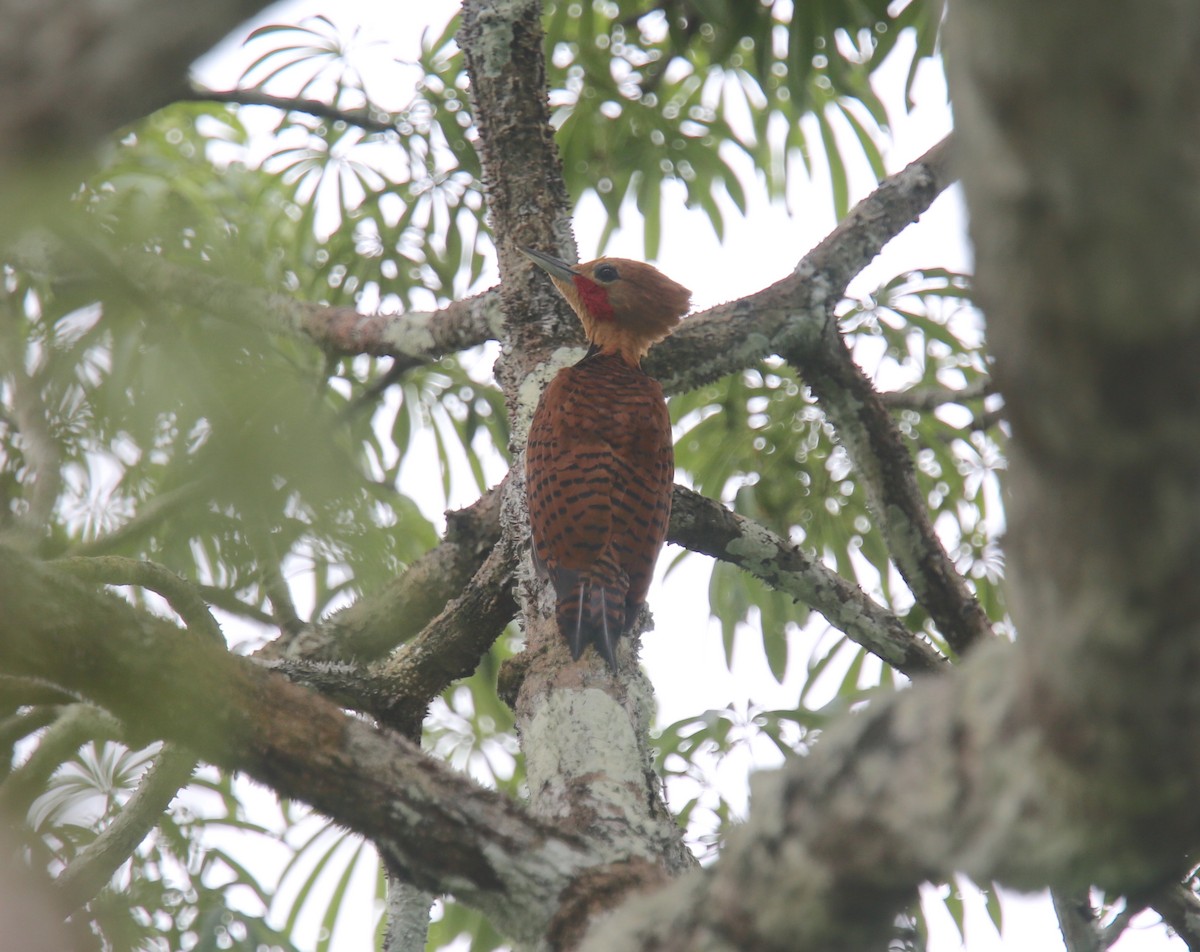 Ringed Woodpecker (Amazonian Black-breasted) - ML618312285