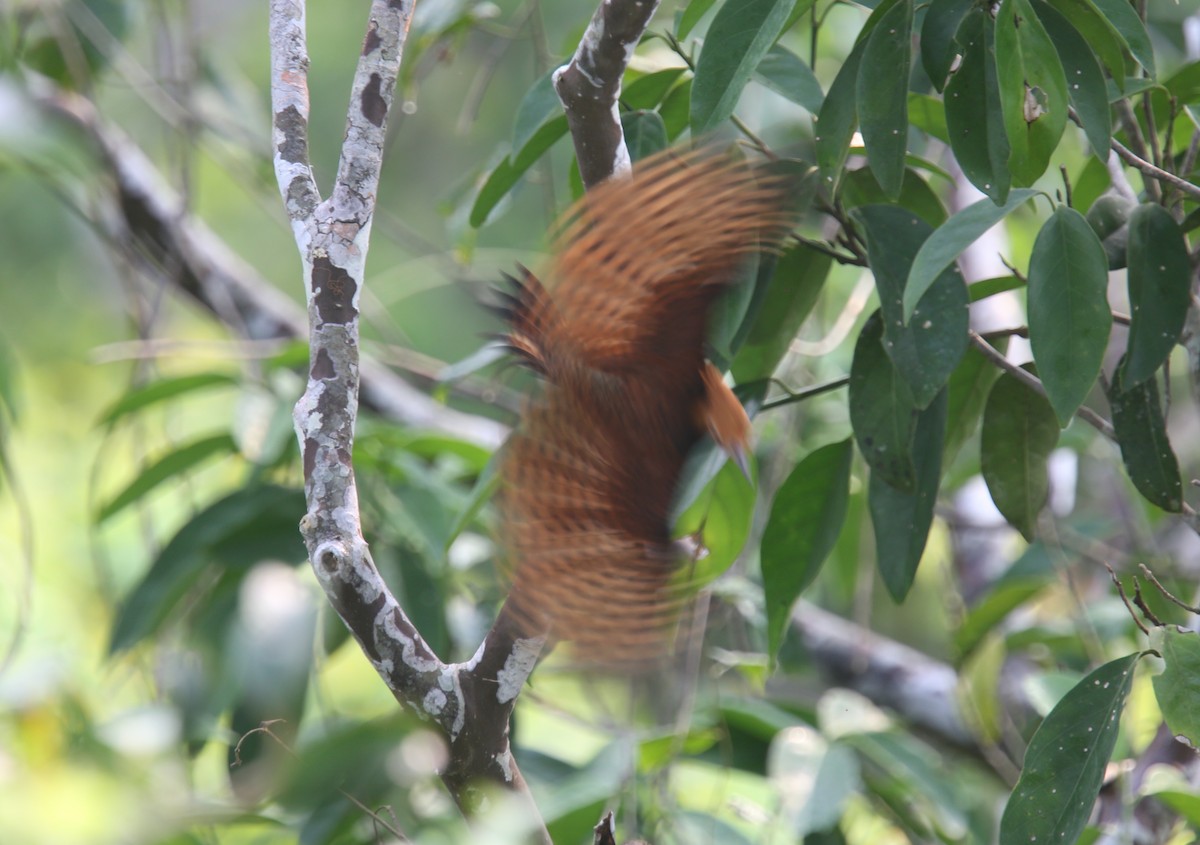 Ringed Woodpecker (Amazonian Black-breasted) - Desmond Allen