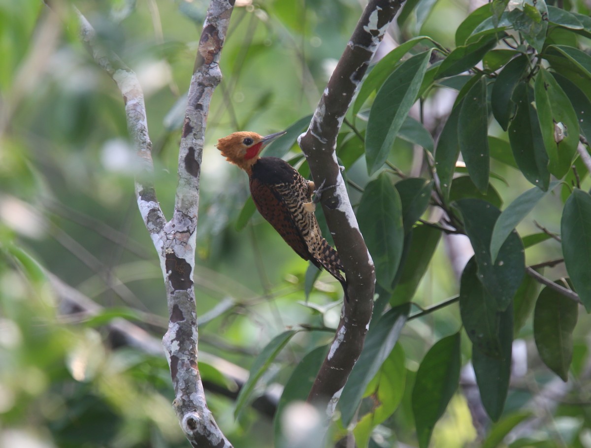 Ringed Woodpecker (Amazonian Black-breasted) - Desmond Allen