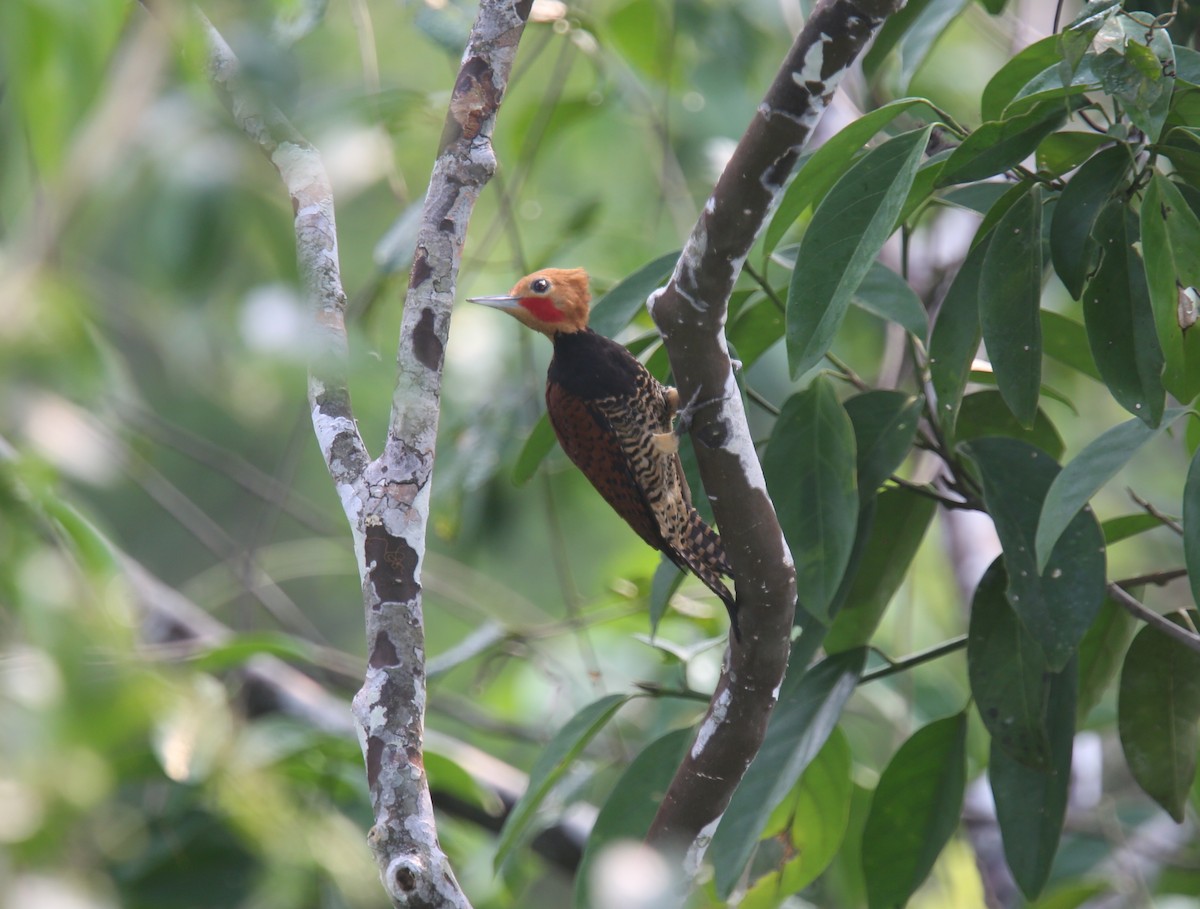 Ringed Woodpecker (Amazonian Black-breasted) - ML618312288