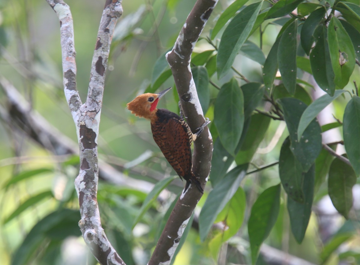 Ringed Woodpecker (Amazonian Black-breasted) - ML618312289