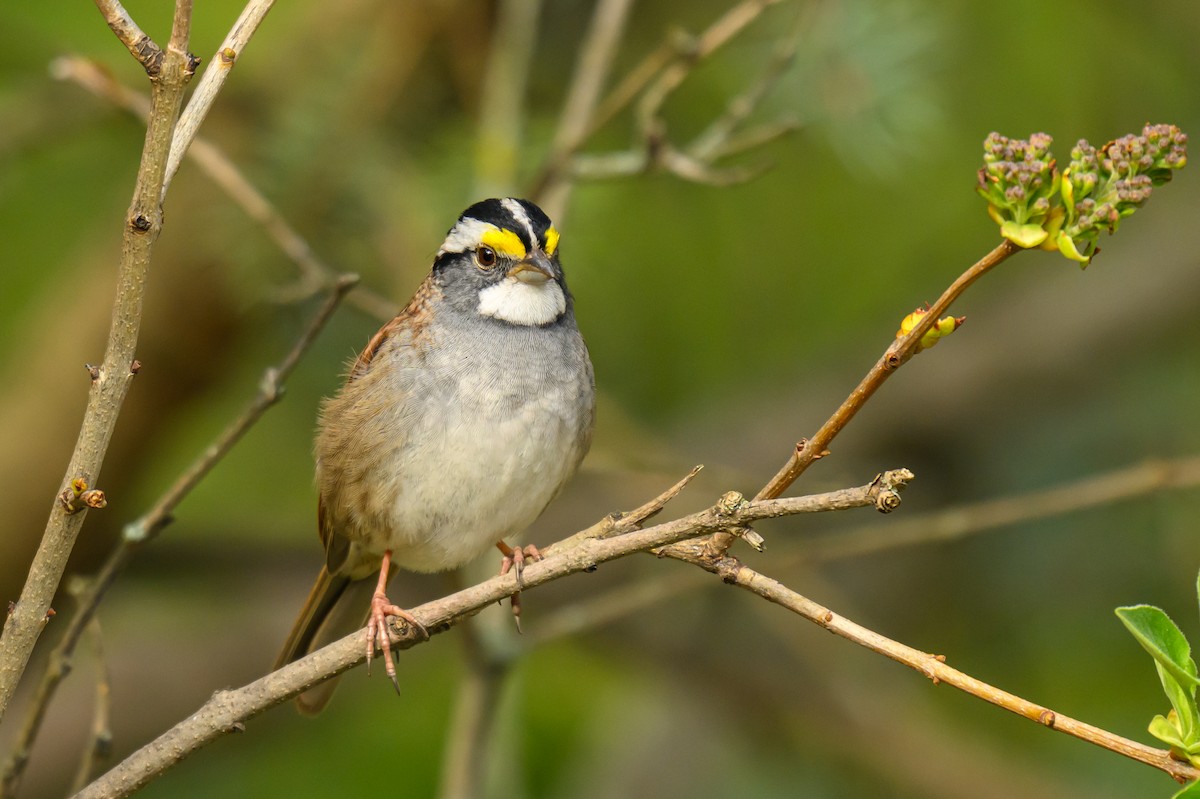 White-throated Sparrow - ML618312302