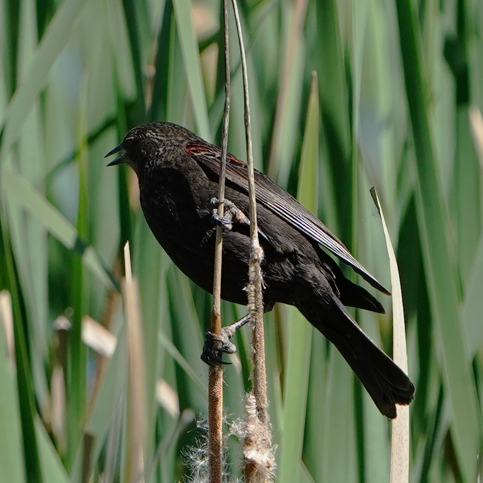 Red-winged Blackbird - ML618312309