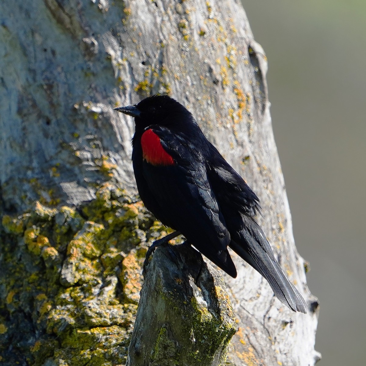 Red-winged Blackbird - ML618312311