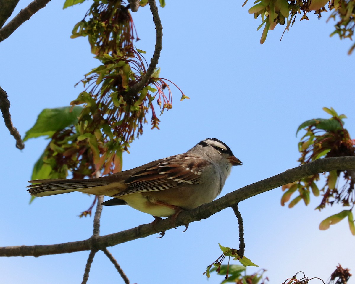 White-crowned Sparrow - ML618312317