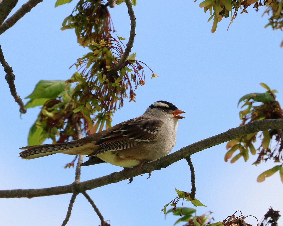 White-crowned Sparrow - ML618312318