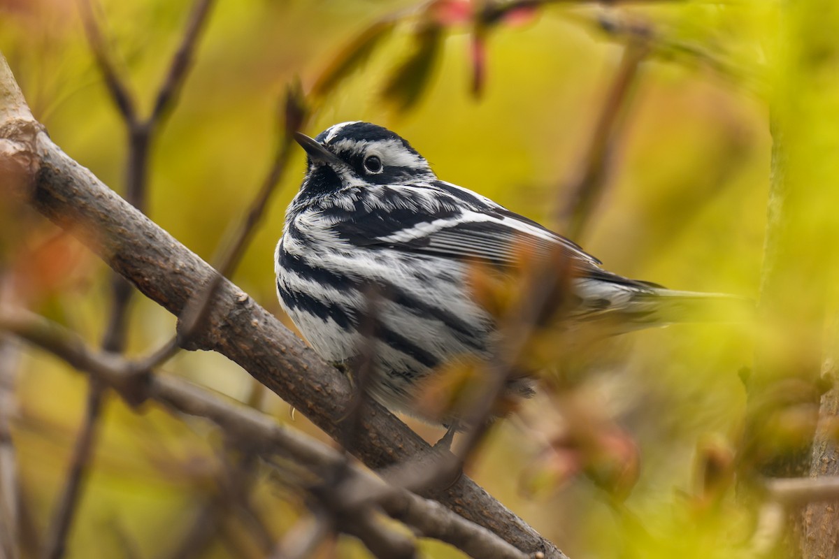 Black-and-white Warbler - ML618312320