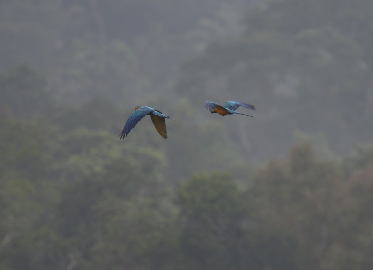 Blue-and-yellow Macaw - Desmond Allen