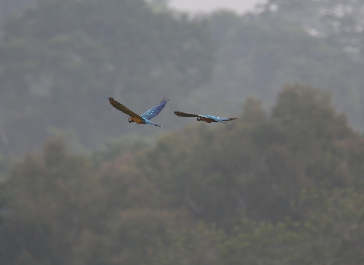 Blue-and-yellow Macaw - Desmond Allen