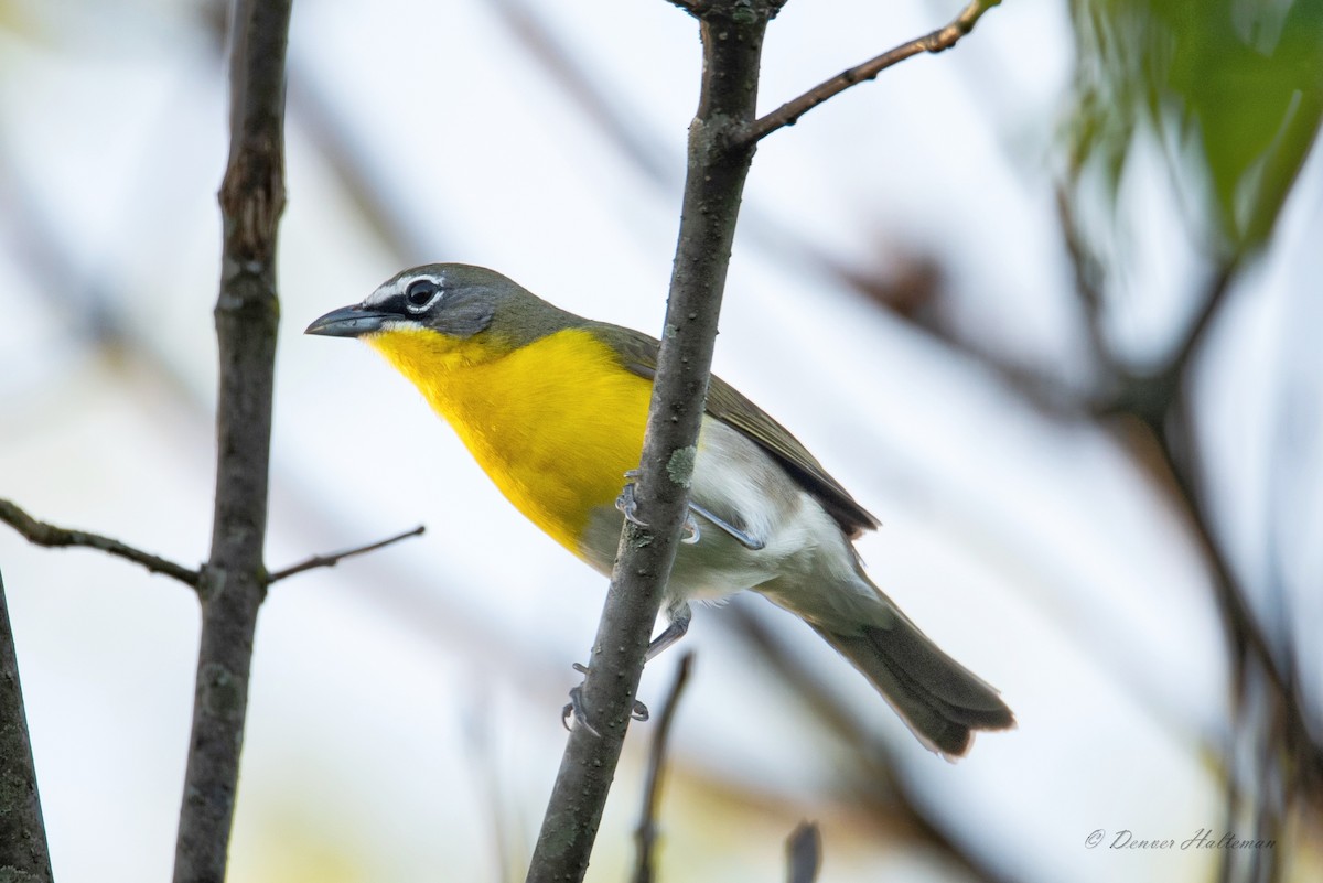 Yellow-breasted Chat - ML618312335
