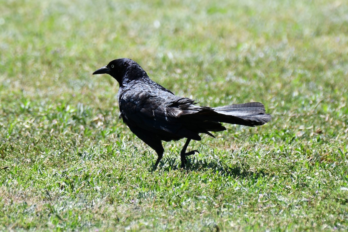 Great-tailed Grackle - ML618312339